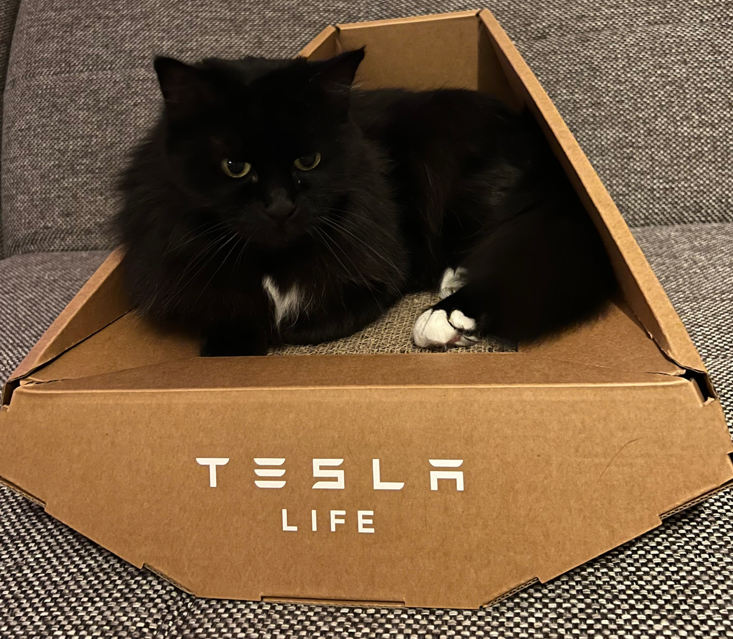 Original Tesla Cybertruck Katzenbett